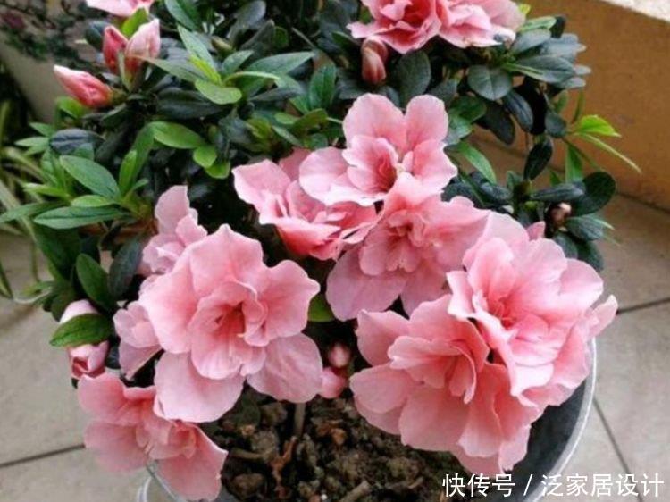 最适合新手养的4种花,沾土就能活,开花就爆盆,花香醉人