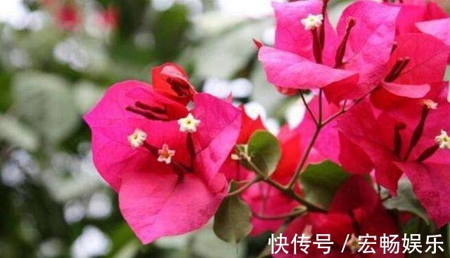 三角梅盆景开花落败,抓紧时间修剪一番,再次开花很简单