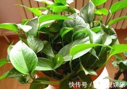 危害|家里养了5年的绿萝，现在才知道危害这么大，再不敢养在家