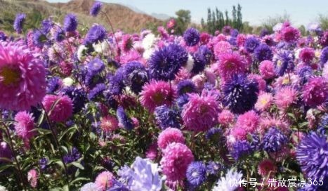 花量|喜欢家中养花,就养开花漂亮好养活,花量大花期长的花