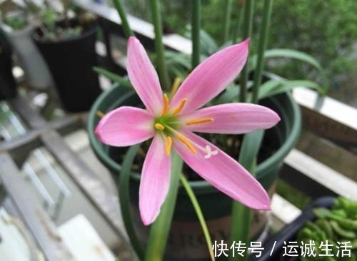 新手养护花卉,就养沾水就爆盆的花卉,枝繁叶茂,花期还很长!