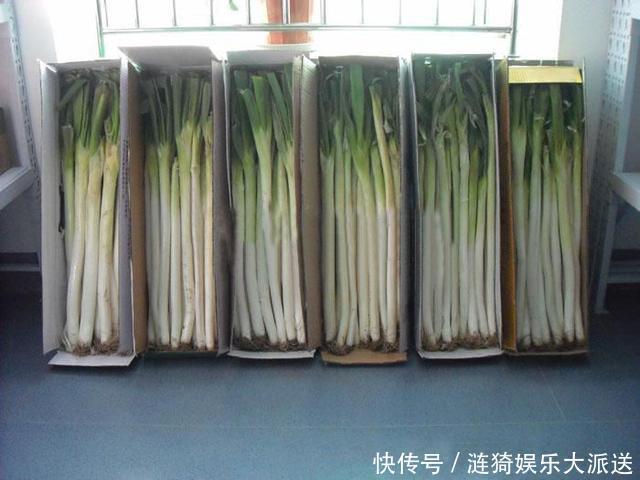 土埋法|今天才知道,原来保存大葱这么简单,不空心不烂根,放半年不会坏