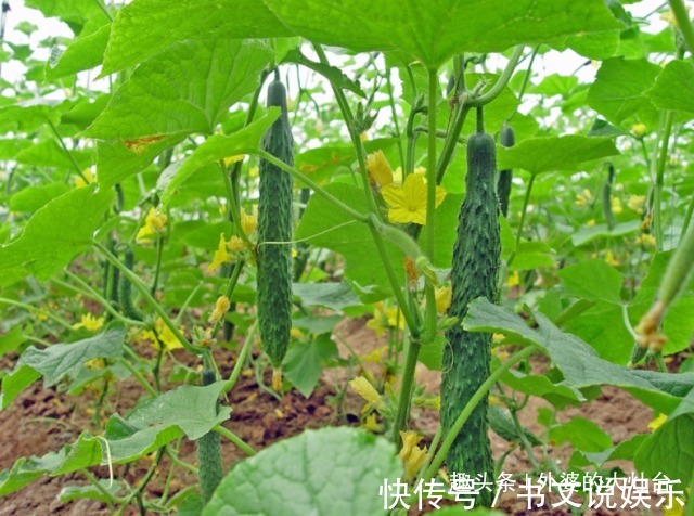 外婆用了半辈子的腌黄瓜秘方,只需简单3步,口感清脆,好吃下饭