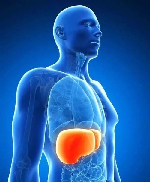 枳椇|想养好肝脏，饭后“一不要”，睡前“二不要”，这些越要越好