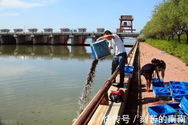 泥鳅钓鱼为什么人人喊打对鱼伤害究竟多大两天钓空一个大水库