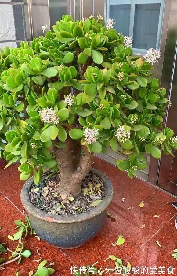 五种“大老桩”却要小盆养，用对盆，少管多晒更利于生长