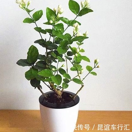 3种植物，就像净化器一样，能“净化空气”，效果很好