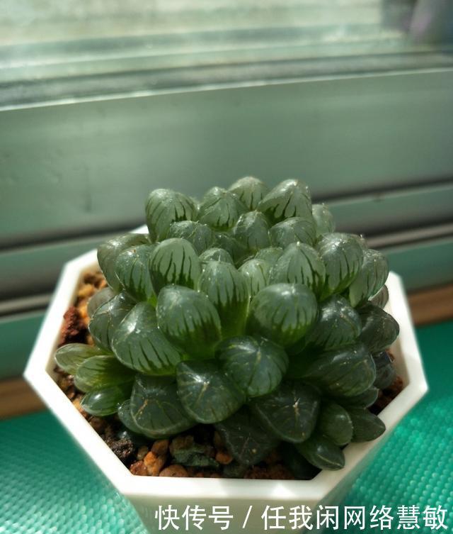 养了三年,多肉终于给点颜色瞧瞧了