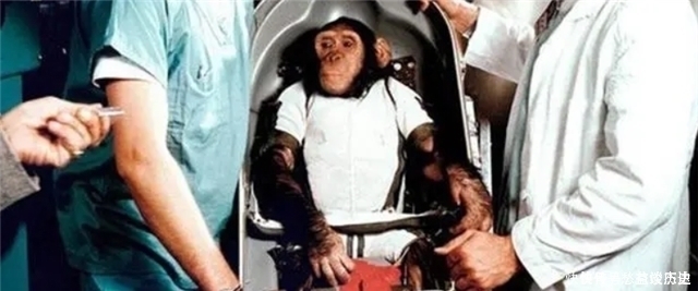 飞船 59年前,被美国送上太空的黑猩猩“宇航员”,最后结局如何?