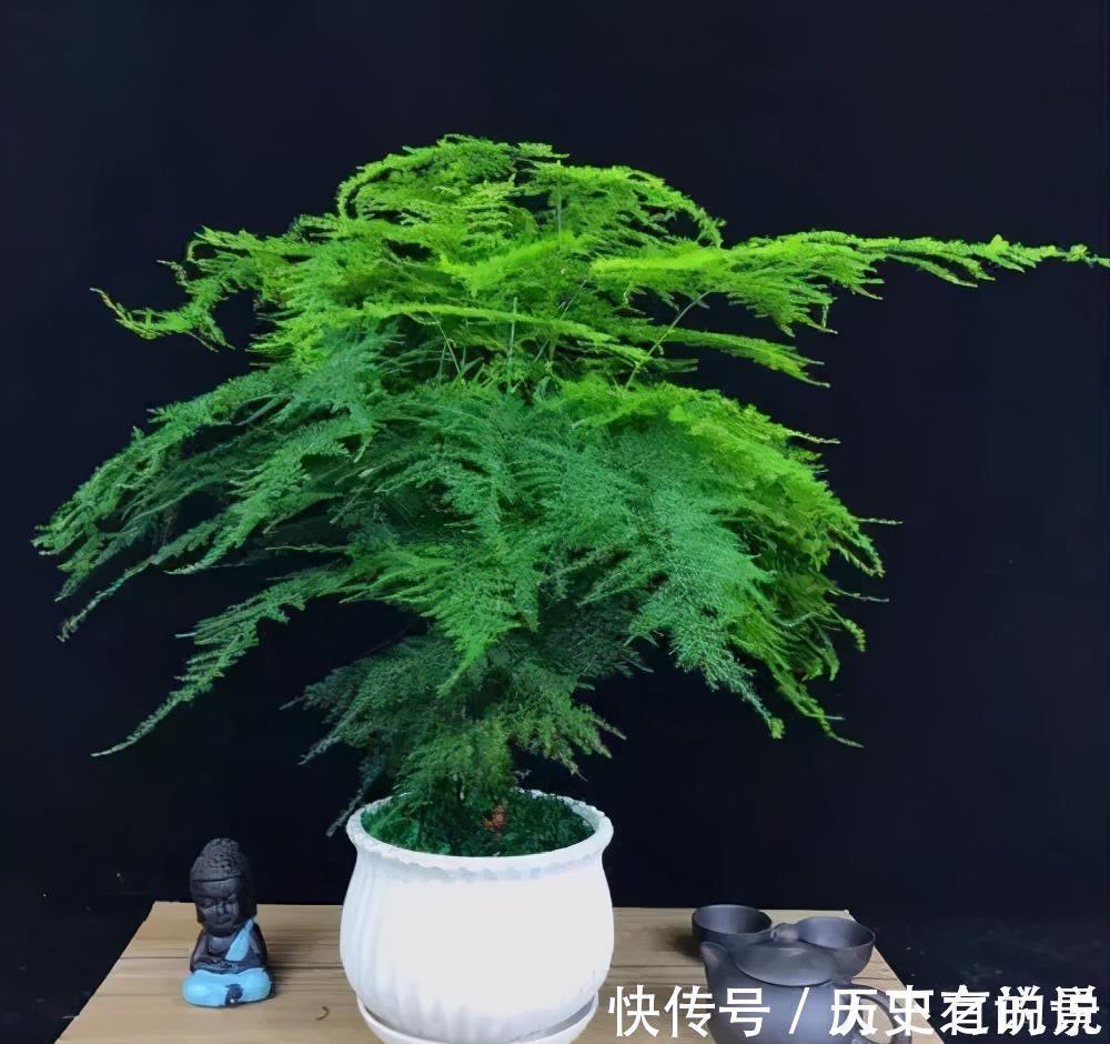 大气|6种漂亮花,耐阴又好养,端庄大气长势旺,适合北阳台
