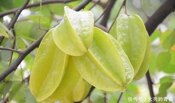 中年|女性容易衰老,多吃此果,促進血液循環,美容抗衰老,顯得更年輕