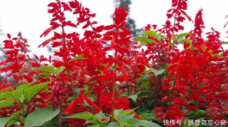 3种花,最适宜夏季养,越热越开花,花色绚丽花期长,漂亮真好养