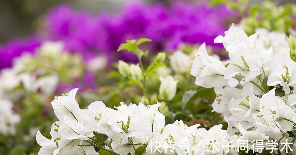 三角梅不开花不要急,做好5点,年年开花成花球