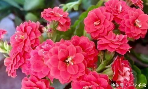 开花最香的4种花,家里养一盆,花姿妖娆,四季繁花似锦,美