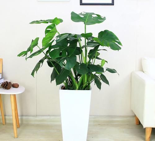 有害气体|客厅再小，也要养盆它，寓意好还养眼，一盆能养许多年
