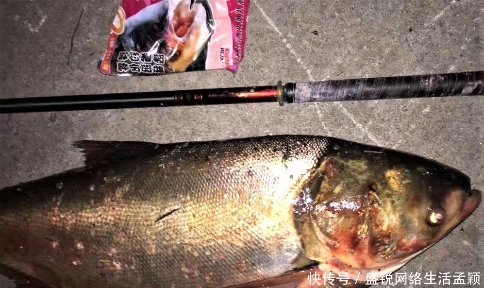 鲢鳙|钓鲢鳙用手竿拉鱼才带劲,这几点做好,不是你拉鱼,就是鱼拉你