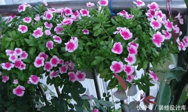 想要阳台四季如春,有花赏,5款植物少不了