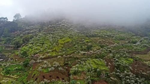 涪陵这个地方“花海”颜值爆表！约吗？