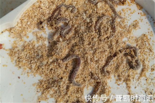 野钓秘方:秋天用蚯蚓钓鲫鱼,最好增加2个步骤,咬钩量翻一番