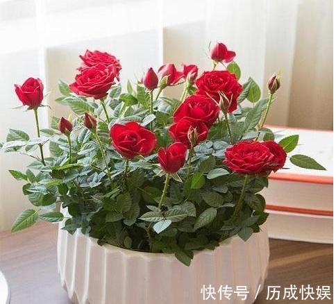 花旺财|家中养花不要瞎眼!这6种花旺财又养人,而这2种花是大忌!