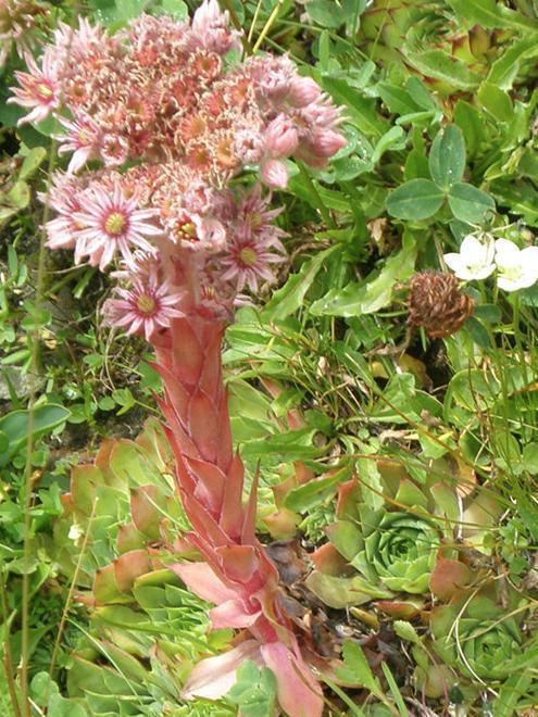 用生命开花的3种多肉植物，开完就死，你家有的话要小心