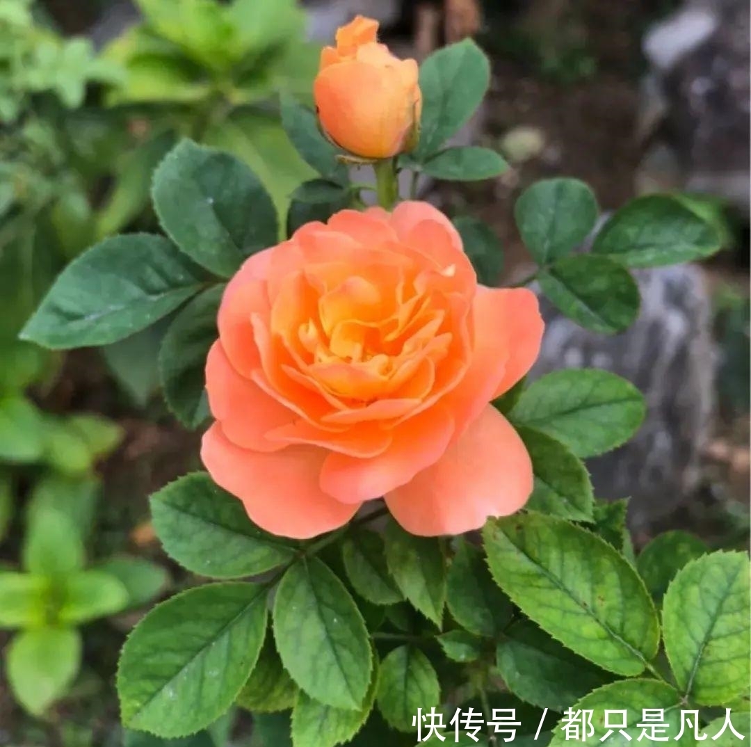 火焰状|“寿命长”的10种花,寓意好,格调高,老人见了眉开眼笑!