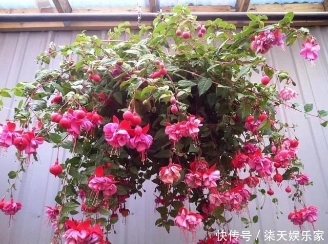 秋季|3种枝条泡水里,10天长根,一次开花100朵,水培成活率更高!