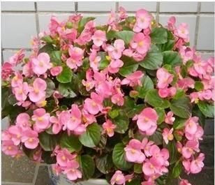 4种花，好看又好养，15天喂一次大补肥，花朵爆满盆