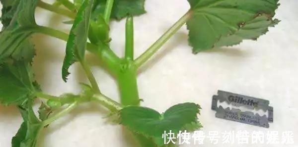 养花爱好者看过来这15种花现在“扦插”,生根快,一个周就长芽