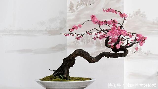 养7种花,浇水容易冻死,干养才是过冬的“法宝”!