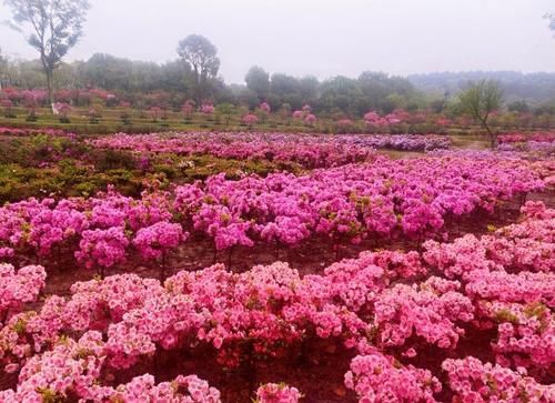 东湖杜鹃万花吐蕊，马鞍山磨山两大花海美艳绽放