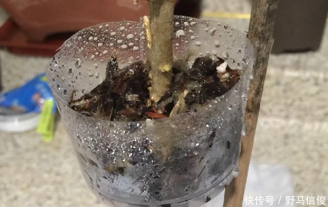 红掌|茉莉花扦插有机关,砍这一段枝条,插土里3天就活