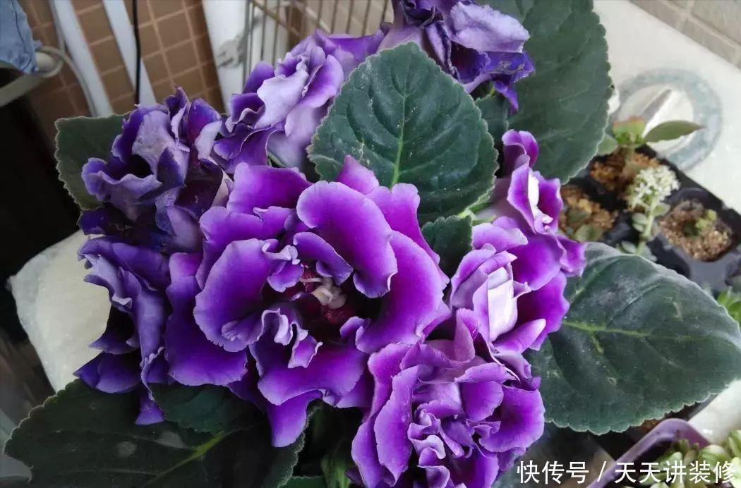 四季轮|3种“耐阴花”，适合北阳台，不见太阳也能开花，四季轮流开不断