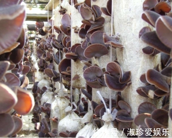 血管|38岁男子吃素半年血脂变稳,医生3物是血脂“刷脂王”,可多吃