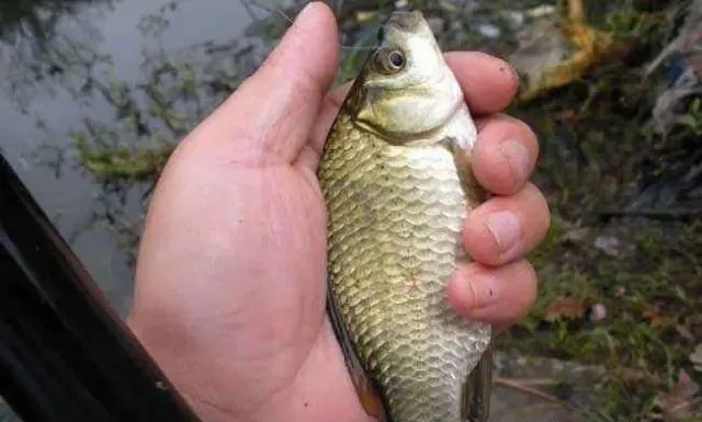 这几个冬季钓鲫鱼的技巧一定要收好，学会以后你就不会封竿了