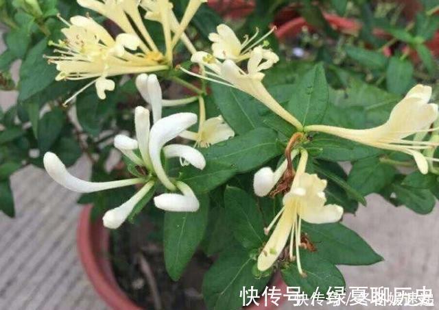光照|不会养花,就养这2种绿植,好养能吃花芳香,两年长成盆景
