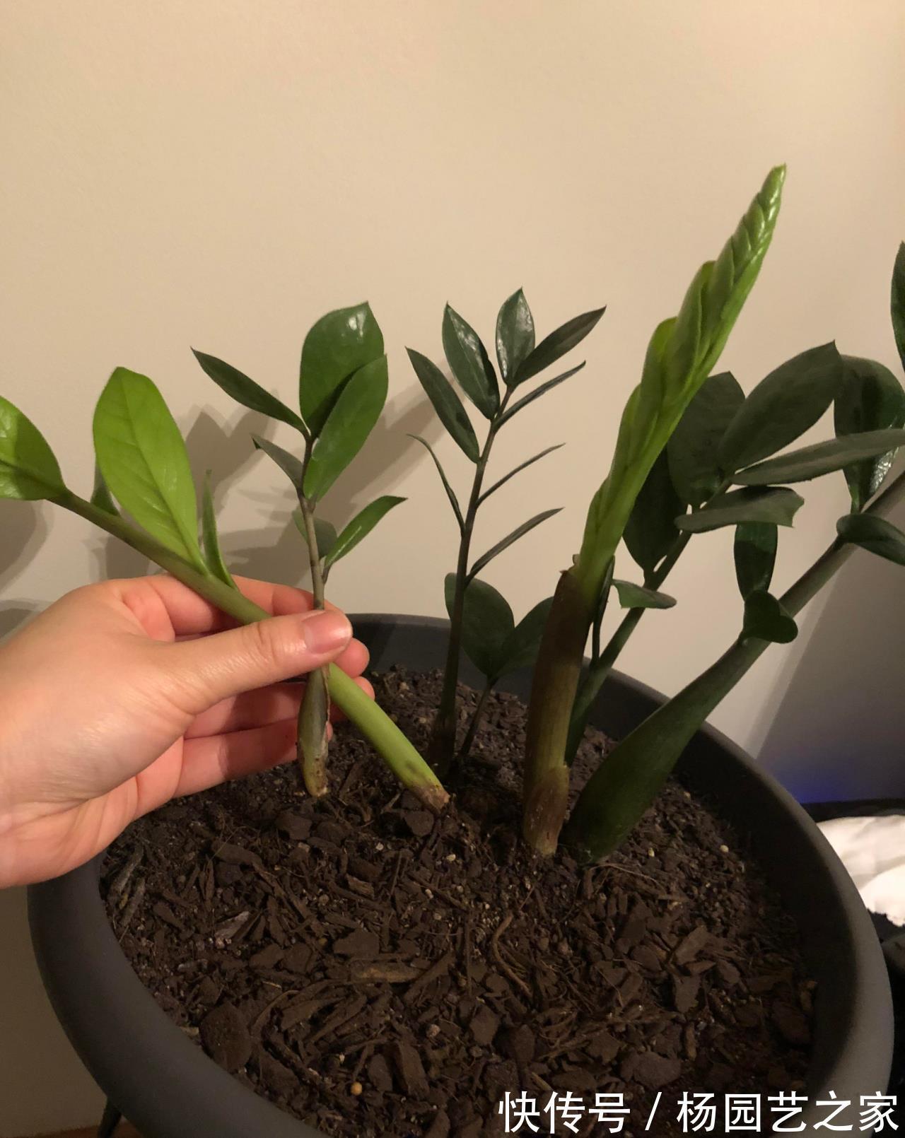 懒人|金钱树“很特殊”，土豆茎上挤满芽，懒人才能养好它