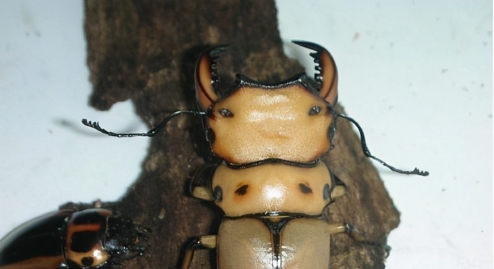 我们的生活|日本的可怕昆虫你见识过么?动漫创意来源!