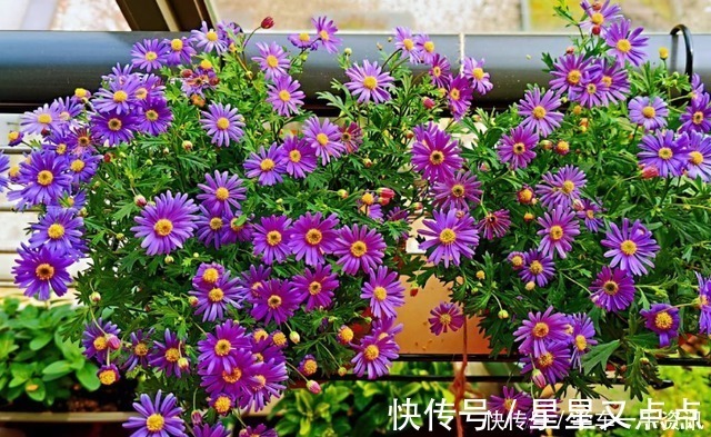 根系|5个养花好习惯，学会了，啥花都能养爆盆！5个养花好习惯，学会了，啥花都能养爆盆！