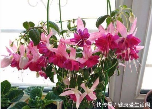 倒挂“大金钟”,开花“打灯笼”,花开365天,哪天换盆最合适!