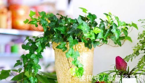 一叶兰|卫生间里面味？那就养几种植物，既耐阴又可以祛味！