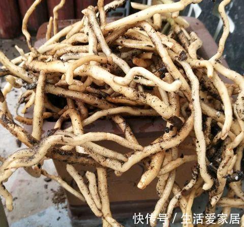 夏季|秋季养君子兰,做好两个关键点,叶片整齐,宽大油亮,开出大花团