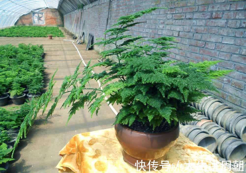 水竹|家里养上5种“竹”,吉祥“好运”,清雅大气,添福又添丁