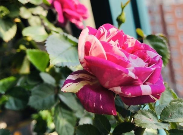 盘点最受欢迎的24种月季花，长得快、开花多，养了会上瘾！