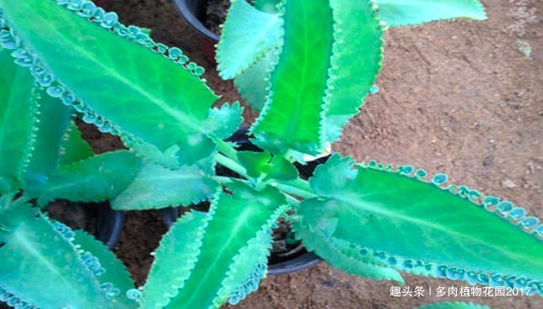 浇水|养不死的多肉植物,入坑必选多肉