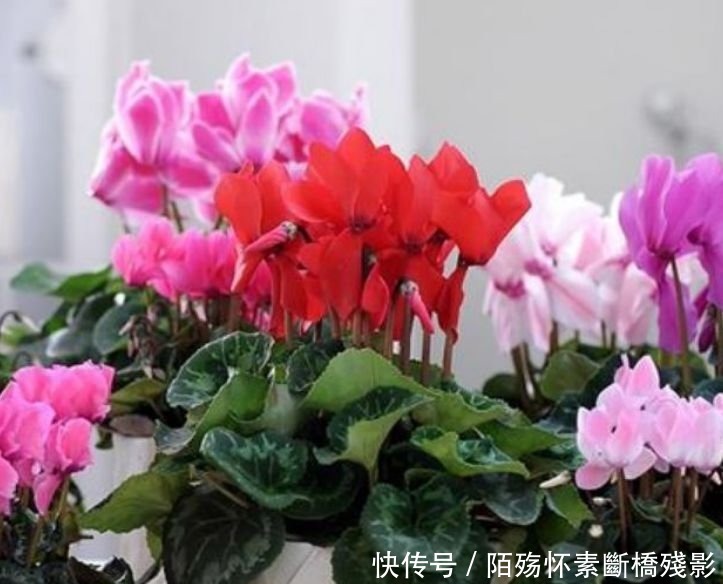 4种花养家里 ，沾土就活，轻松花开爆盆，一养就上瘾！