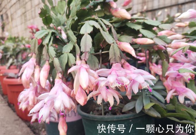 1月前后多注意这4点,家庭盆栽蟹爪兰,从寒冬到暖春不愁没花赏