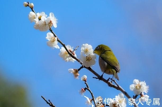 冰释前嫌|11月内，桃花如雨，相思难忘，冰释前嫌，痴情难解，相濡以沫