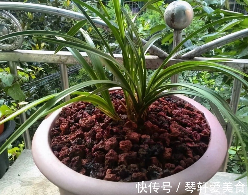 坚果壳|换盆加点坚果壳，提前这么弄，养花土变排水性好，肥力十足