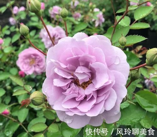 最值得养的月季，花色稀有，开花量大，一开就是300天，从不生病